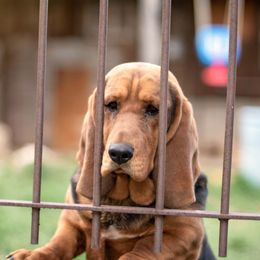 Napoleon - Basset Hound