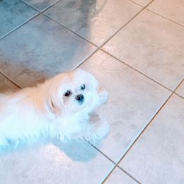 Parker - Maltese