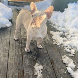 Ramona  - French Bulldog