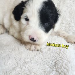 Hudson - Black and white male Portuguese Water Dog puppy in Narvon, Pennsylvania from Prized Family Porties