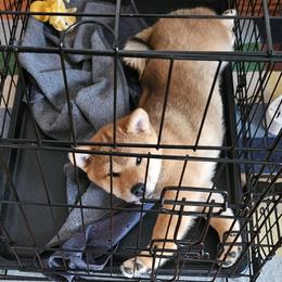 Shiba Inu Puppies from KurguzkinShiba