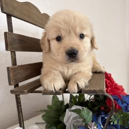 Girl 2 - female Golden Retriever puppy in Moapa, Nevada from Little Bitta Luck Farms