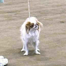 Bunny - Japanese Chin