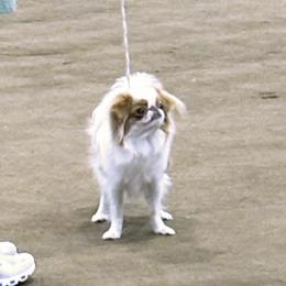 Bunny - Japanese Chin