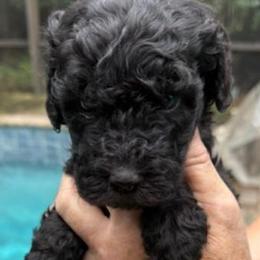 Goldendoodles from Southern Goldendoodles