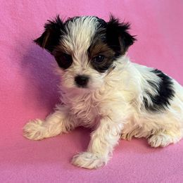 Biewer Terrier Puppies from Precious Jewels Biewer Terriers