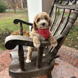 Cosmo - Apricot male Goldendoodle puppy in Mint Hill, North Carolina from DoodleForever