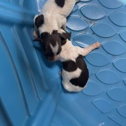 Peter - Liver and white male Brittany puppy in Elko, Georgia from HillTop Brittany Kennel