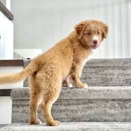 Nova Scotia Duck Tolling Retriever Puppies from Terracotta Tollers