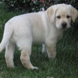 Labrador Retrievers from Jump N Jive Labradors
