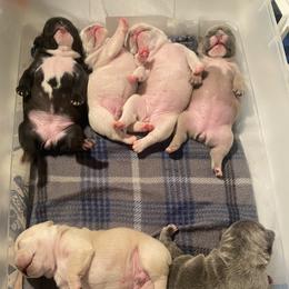 French Bulldog Puppies from Lola’s Frenchies