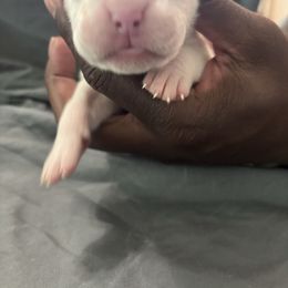 Girl 2 - White female Boxer puppy in Denison, Texas from Keisha's Boxers