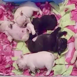 French Bulldog Puppies from BigStar French Bulldogs