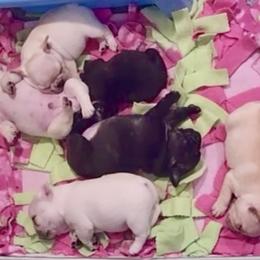 French Bulldog Puppies from BigStar French Bulldogs