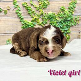 Violet girl - Chocolate merle female Bernedoodle puppy in Modesto, California from Two Doods Doodles