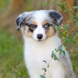 Buck - Blue merle male Miniature American Shepherd puppy in Palacios, Texas from Coastal’s Miniature American Shepherds