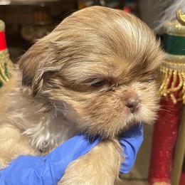 Shih Tzu puppies from With Love