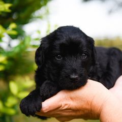 Bordoodle Puppies from 2J 2K Bordoodles