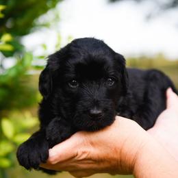 Bordoodle Puppies from 2J 2K Bordoodles