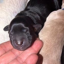 Tulip - Black female Dachshund puppy in Mesa, Arizona from Dach Army LLC