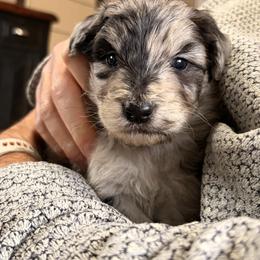 Blue Merle - Blue merle male Aussiedoodle puppy in Saratoga Springs, New York from Rock Springs Australian Shepherds