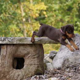 Doberman Pinscher Puppies from Laurel Vail