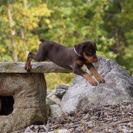 Doberman Pinscher Puppies from Laurel Vail