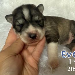 Everest - Gray and white male Siberian Husky puppy in Florence, Kentucky from Moonlight Howl Huskies