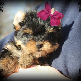 Yorkshire Terrier Puppies from Danielle's Yorkie Babies