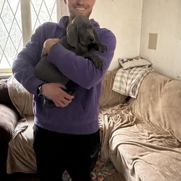 Weimaraner Puppies from Meadow Ridge Weims and Danes