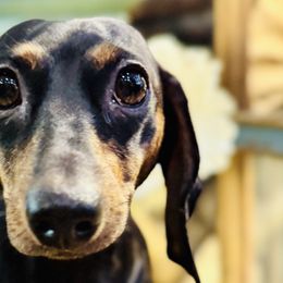Dachshunds from Halle's Dachshunds
