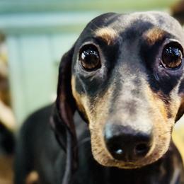 Dachshunds from Halle's Dachshunds