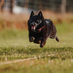 Schipperkes from Safari Schipperkes