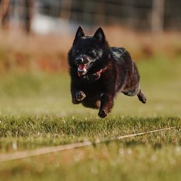 Schipperkes from Safari Schipperkes