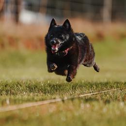 Schipperkes from Safari Schipperkes