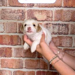 Olivia - Parti female Goldendoodle puppy in Calhoun, Georgia from Happy Top Doodles