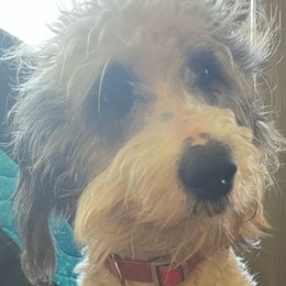 Stella - Sheepadoodle