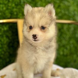 Snickers - Wolf sable male Pomsky puppy in Mesa, Arizona from Platinum Pomskies