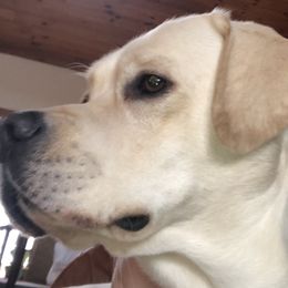 Billy - Labrador Retriever