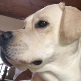Billy - Labrador Retriever