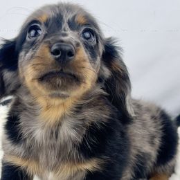 Pumpkin Patch - Dapple male Dachshund puppy in Sacramento, California from MiniDoxPups