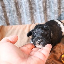 Poodle Puppies from BC’s Poodles on the Mountain