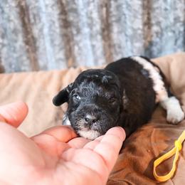 Poodle Puppies from BC’s Poodles on the Mountain