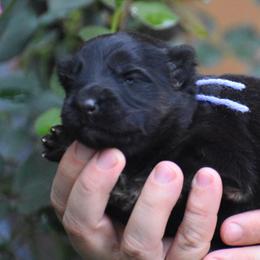 Purple Collar female - Black and red female German Shepherd puppy in Marianna, Florida from Haus M Godwin