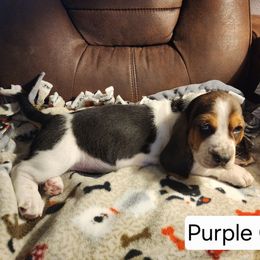 Purple Girl - Black brown and white female Basset Hound puppy in Hood River, Oregon from The Walls Hounds With Heart