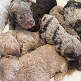 Puppy pick 4 - Merle male Goldendoodle puppy in Natural Bridge, Virginia from Padgetts Hill Puppies