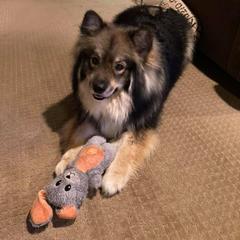 Finnish Lapphund All Grown Up from Forest Trail Finnish Lapphunds