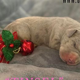 Tinsel - Great Dane puppy in Loris, South Carolina from Outback Danes