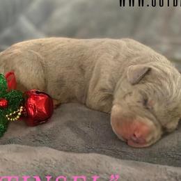 Tinsel - Great Dane puppy in Loris, South Carolina from Outback Danes