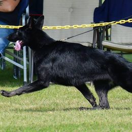 German Shepherds from Pure-Valor German Shepherds